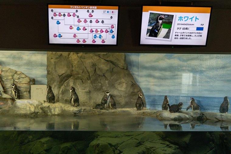 新江ノ島水族館