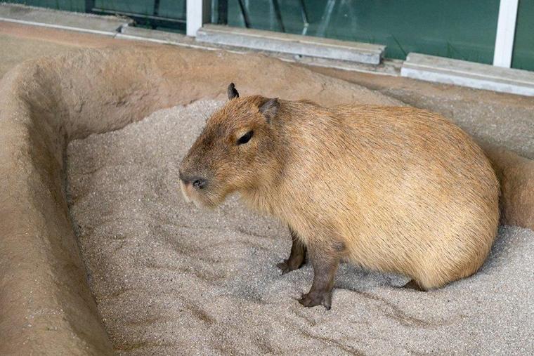 新江ノ島水族館