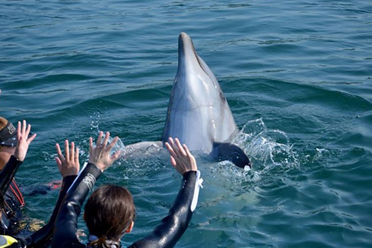 日本ドルフィンセンターイルカの芸