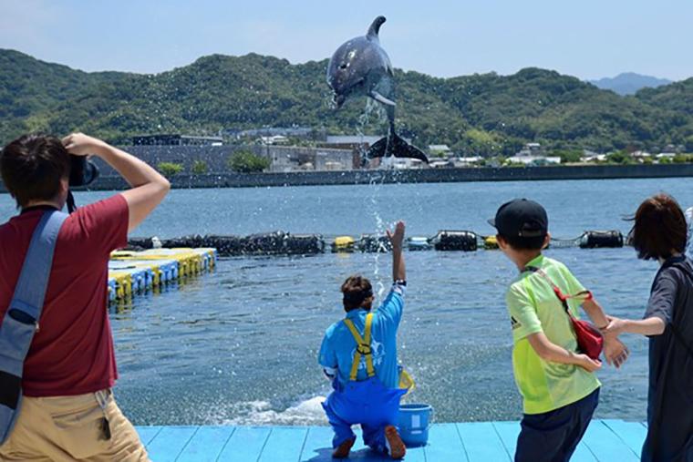 日本ドルフィンセンターイルカジャンプ