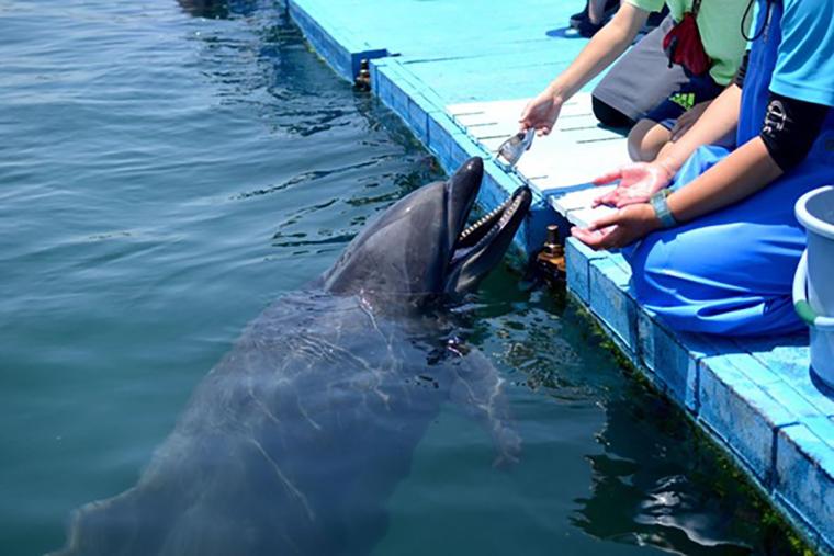 日本ドルフィンセンター餌やりハンドウイルカ
