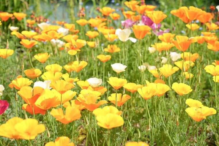 長野県大野市　ラ・カスタ ナチュラル ヒーリング ガーデン