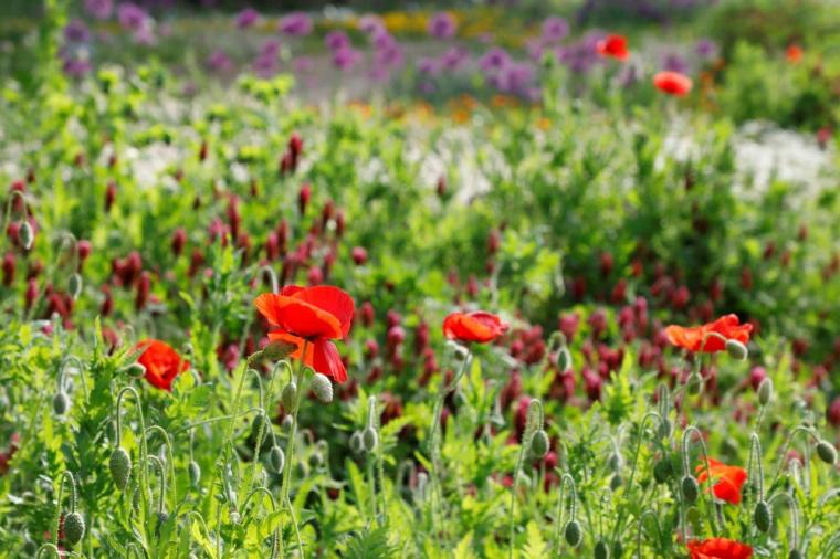 牧野植物園こんこん山広場