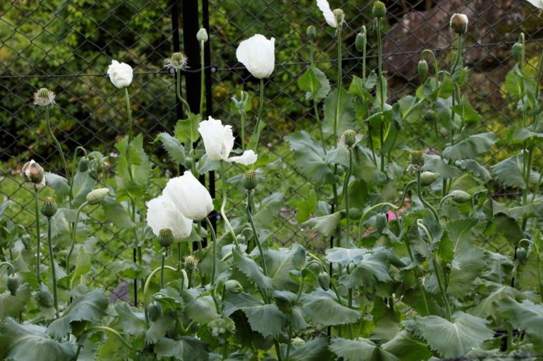 高知県立牧野植物園