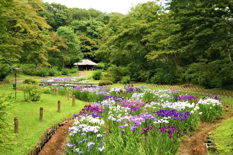 花菖蒲（はなしょうぶ）