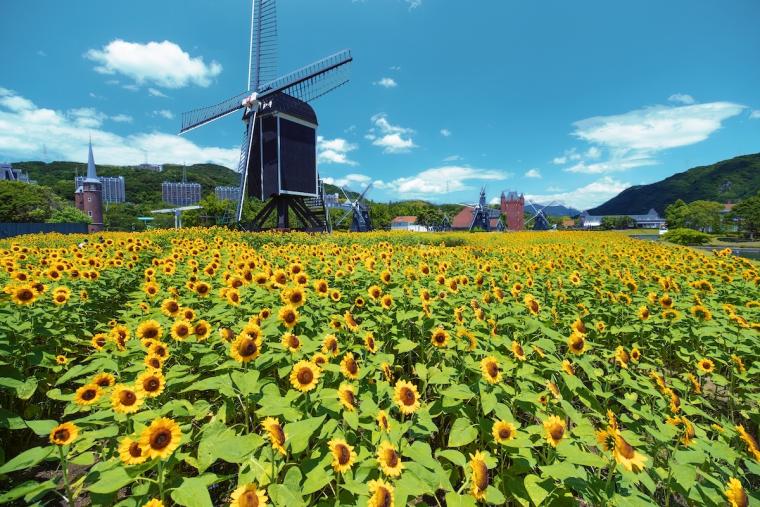 ハウステンボス　フラワーロード　ひまわり