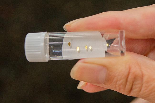 室町時代からの坑道が残る金（きん）のテーマパーク「土肥金山」