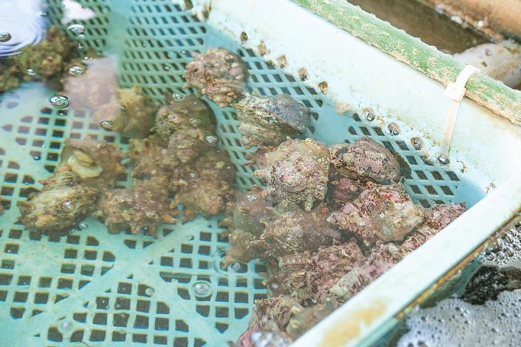 「沖あがり食堂」で新鮮なイカと魚介類のランチ