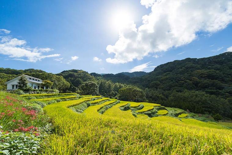 日本の原風景を見下ろす「石部棚田（いしぶたなだ）」