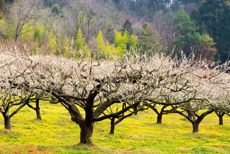 叶匠壽庵 寿長生の郷