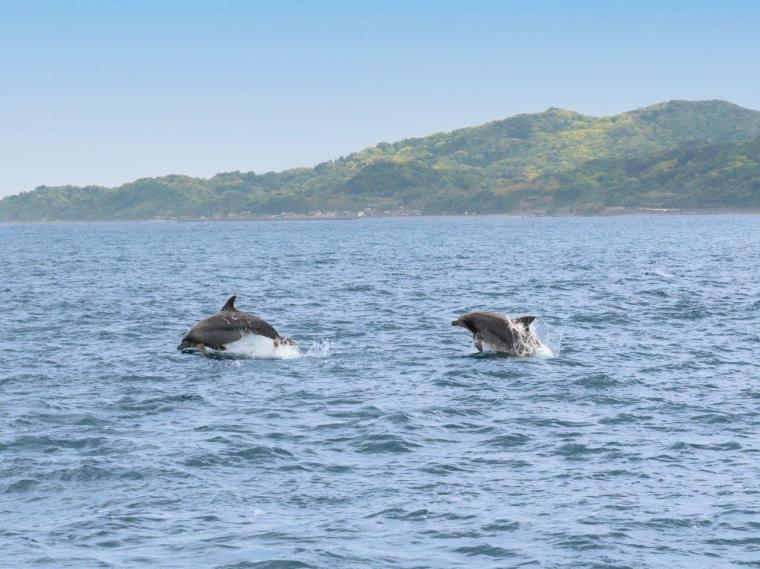 イルカもぐりこむ様子