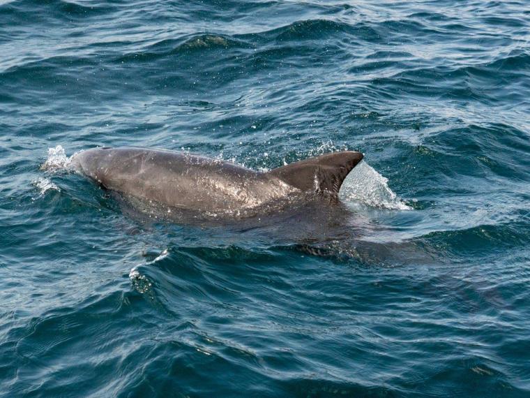 背びれに傷があるミナミバンドウイルカ