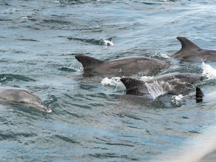 複数イルカクローズアップ