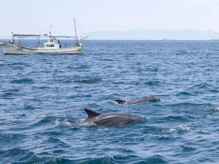 通詞島イルカ　船と一緒