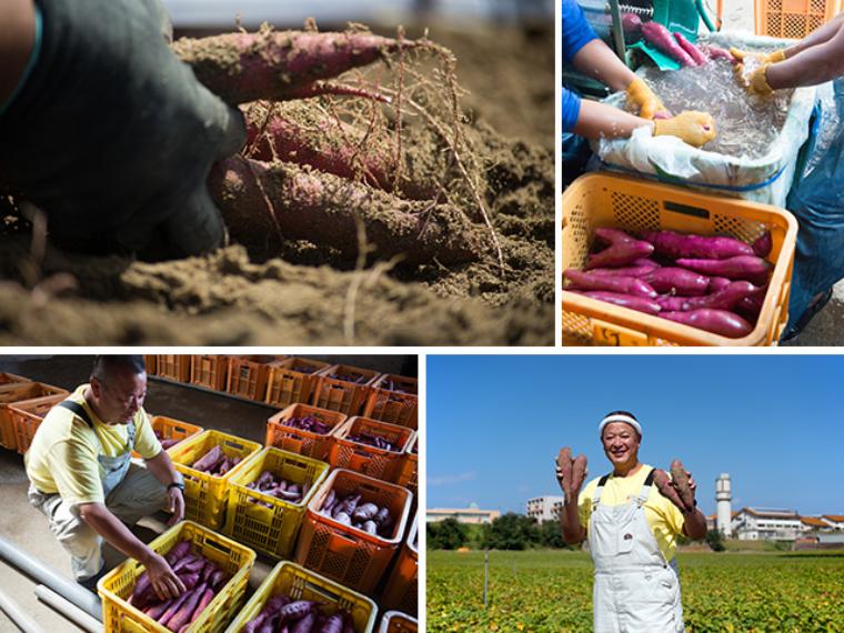 五郎島金時農家 直営 農家屋かわに