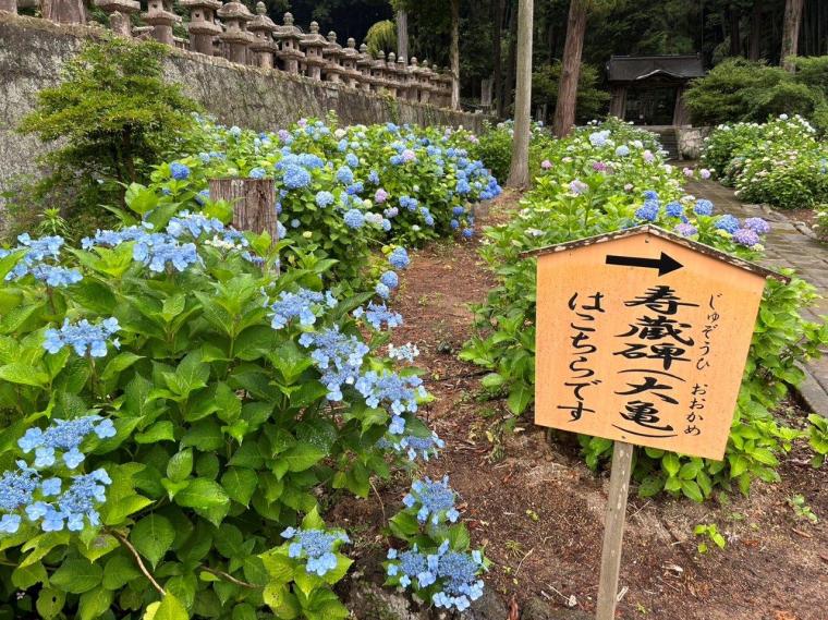 【2023開花状況】アジサイ寺とも呼ばれる月照寺。色とりどりのアジサイが見頃を迎えます｜松江市