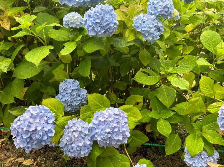 【2023開花状況】アジサイ寺とも呼ばれる月照寺。色とりどりのアジサイが見頃を迎えます｜松江市