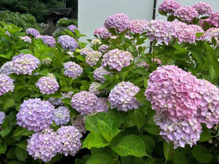 【2023開花状況】アジサイ寺とも呼ばれる月照寺。色とりどりのアジサイが見頃を迎えます｜松江市