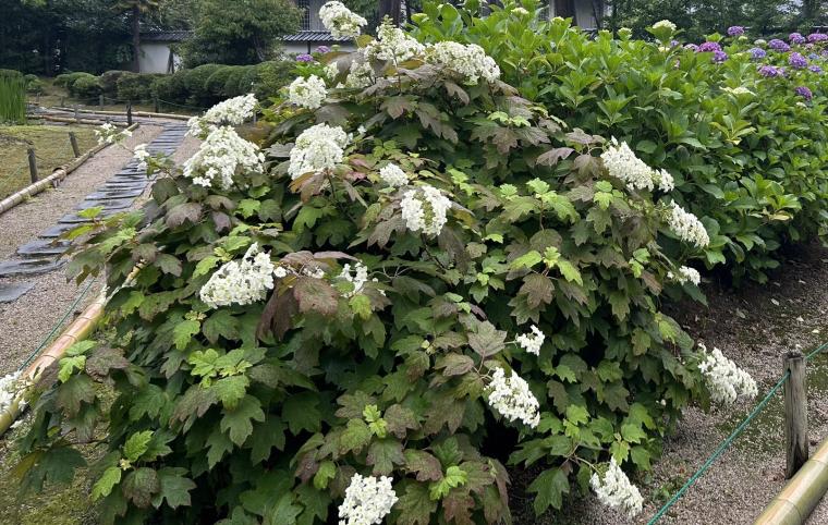 【2023開花状況】アジサイ寺とも呼ばれる月照寺。色とりどりのアジサイが見頃を迎えます｜松江市