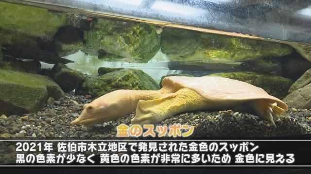 番匠おさかな館