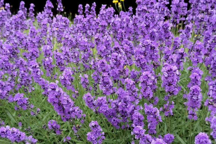 北星山ラベンダー園