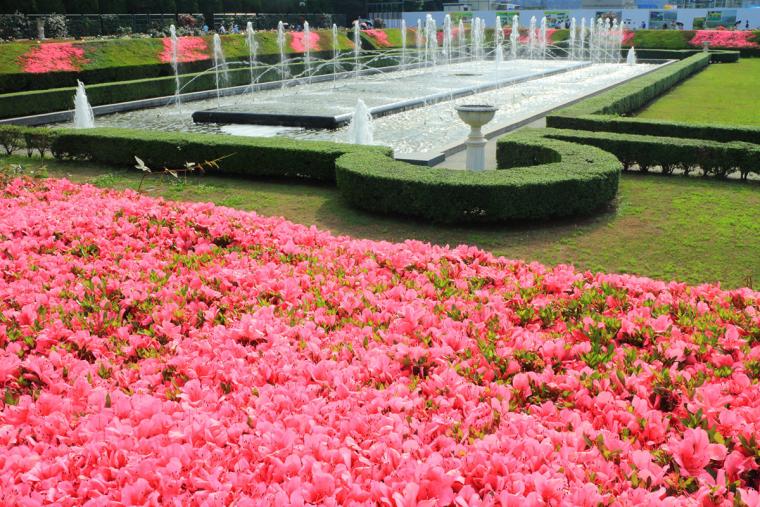 神代植物公園つつじ