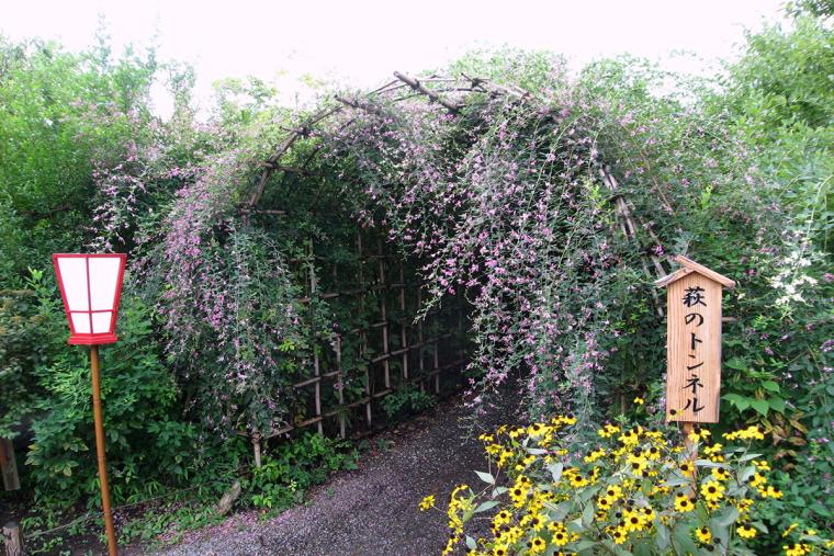 向島百花園　萩のトンネル