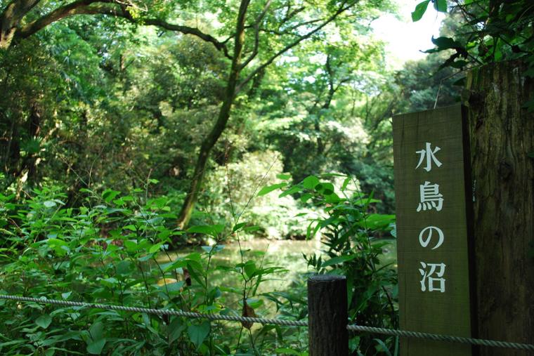 国立科学博物館附属 自然教育園　水沼の庭