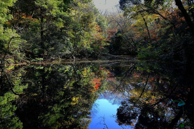 国立科学博物館附属 自然教育園ひょうたん池
