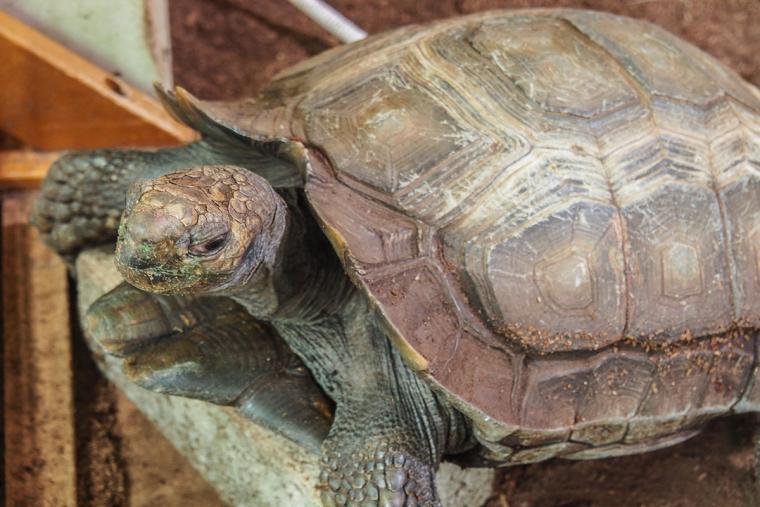 グリーンドーム熱帯館