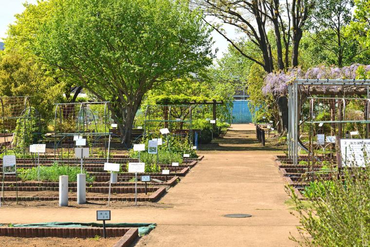 東京都薬用植物園
