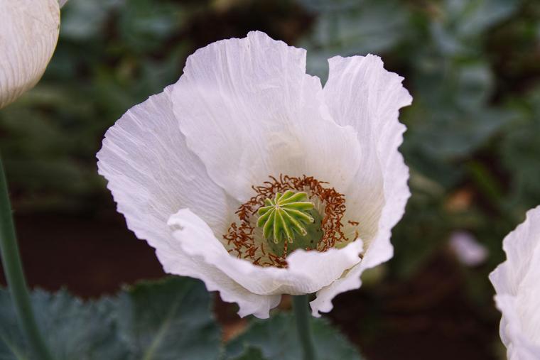 東京都薬用植物園　ケシ