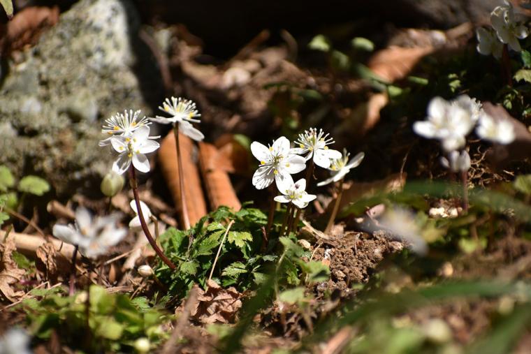 高尾山 野草園　野草