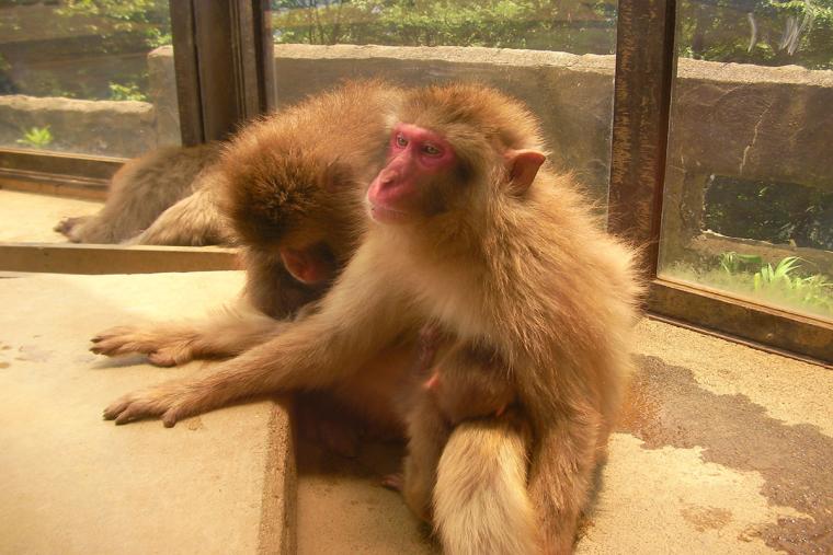 高尾山 野草園　さる園
