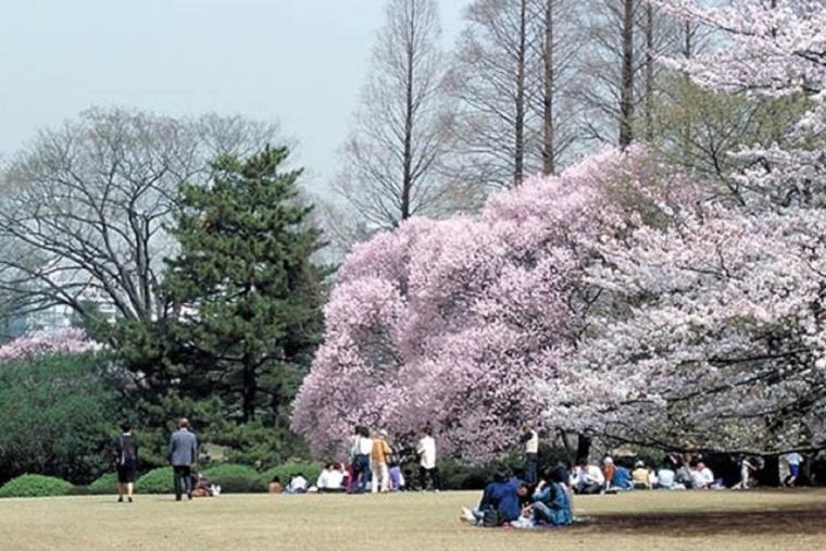 新宿御苑桜の名所