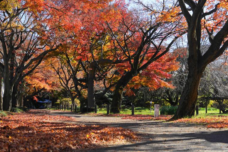 小石川植物園　秋のイロハモミジ