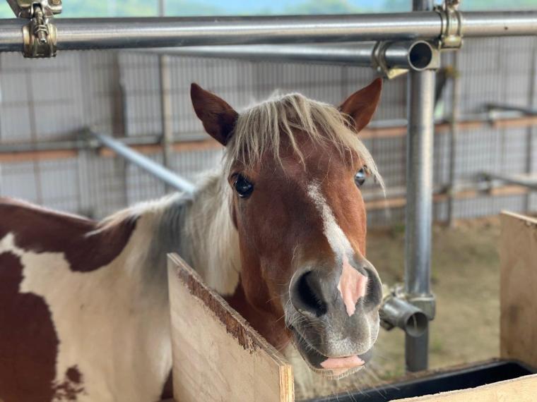 2023夏オープン！200匹の動物と触れ合える！ヤギがいっぱい“やぎ愛”に溢れた牧場｜島根県安来市  