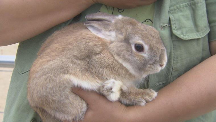 2023夏オープン！200匹の動物と触れ合える！ヤギがいっぱい“やぎ愛”に溢れた牧場｜島根県安来市  