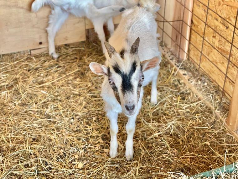 2023夏オープン！200匹の動物と触れ合える！ヤギがいっぱい“やぎ愛”に溢れた牧場｜島根県安来市  