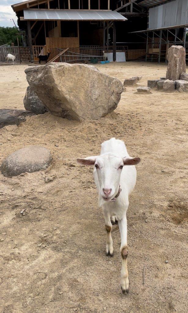 2023夏オープン！200匹の動物と触れ合える！ヤギがいっぱい“やぎ愛”に溢れた牧場｜島根県安来市  