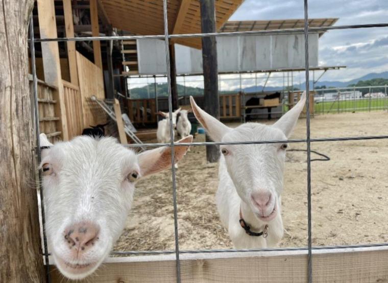 2023夏オープン！200匹の動物と触れ合える！ヤギがいっぱい“やぎ愛”に溢れた牧場｜島根県安来市  