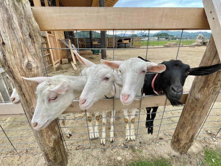 2023夏オープン！200匹の動物と触れ合える！ヤギがいっぱい“やぎ愛”に溢れた牧場｜島根県安来市  