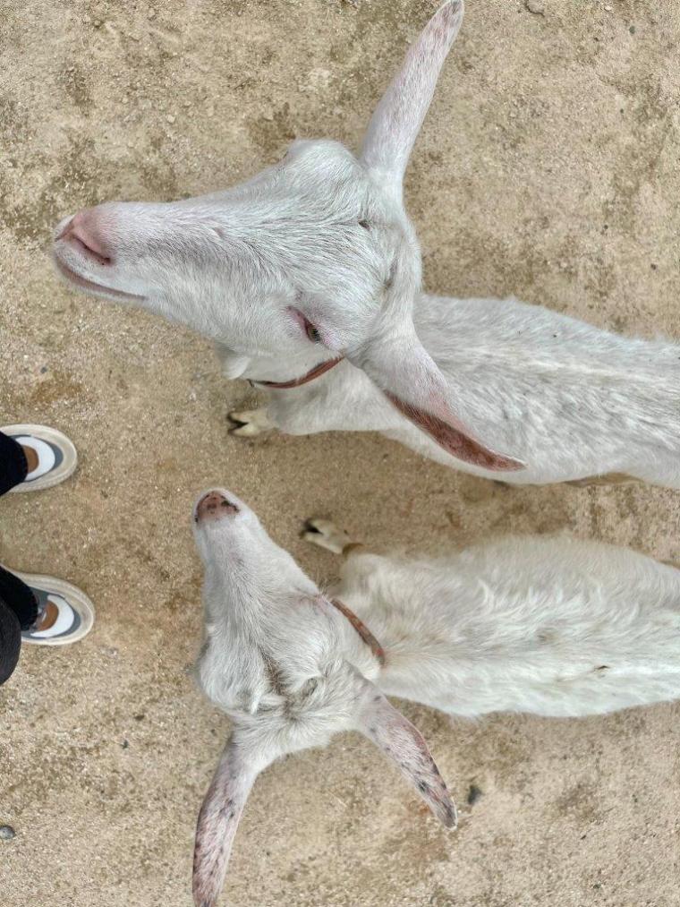 2023夏オープン！200匹の動物と触れ合える！ヤギがいっぱい“やぎ愛”に溢れた牧場｜島根県安来市  