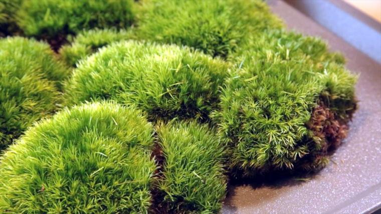 KISETSU BIOPHILIC DESIGN