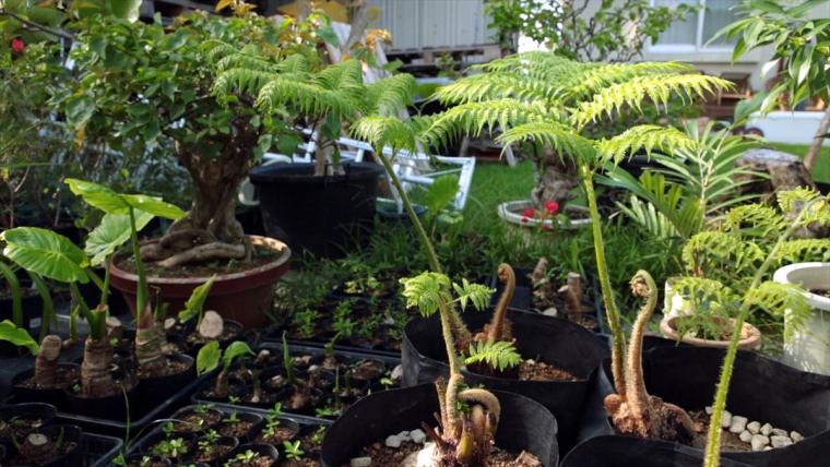 KISETSU BIOPHILIC DESIGN