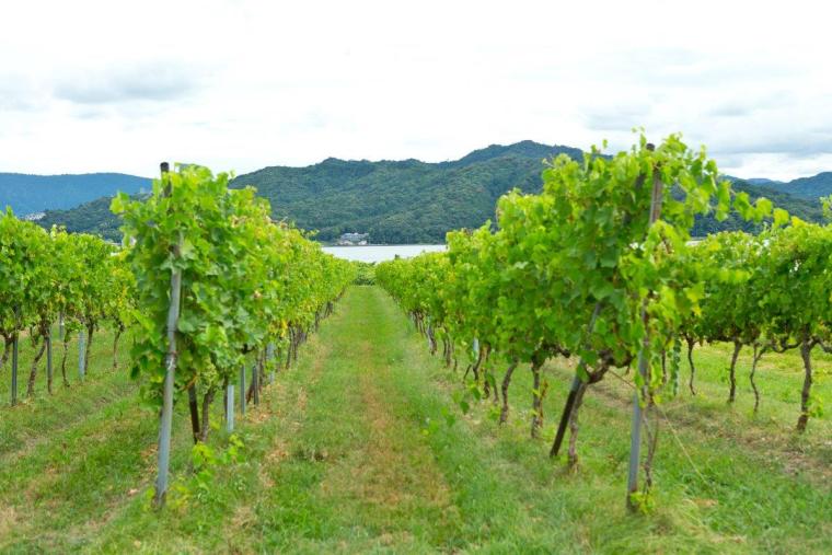 ワインとお宿 千歳