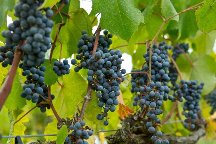 ワインとお宿 千歳