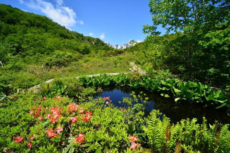 白馬五竜高山植物園