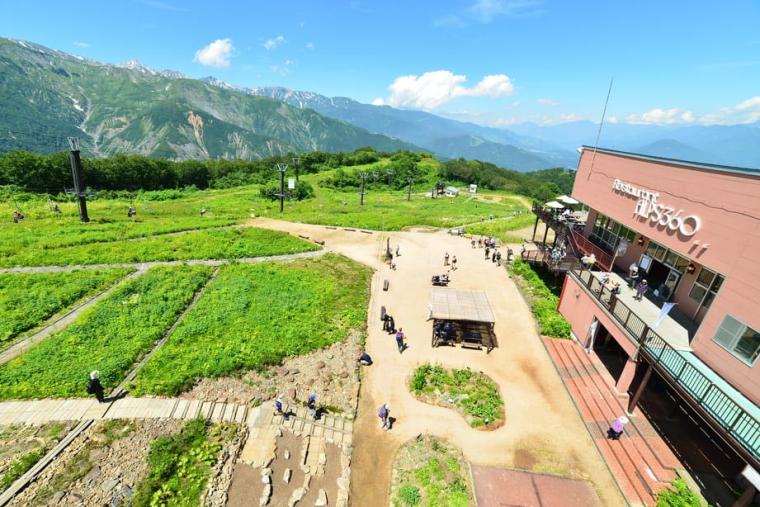 白馬五竜高山植物園