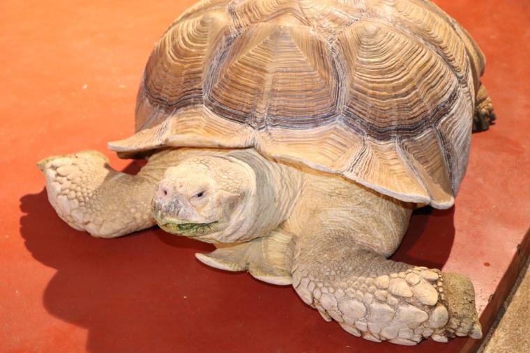 【2023年版】関西のおすすめ水族館13選！